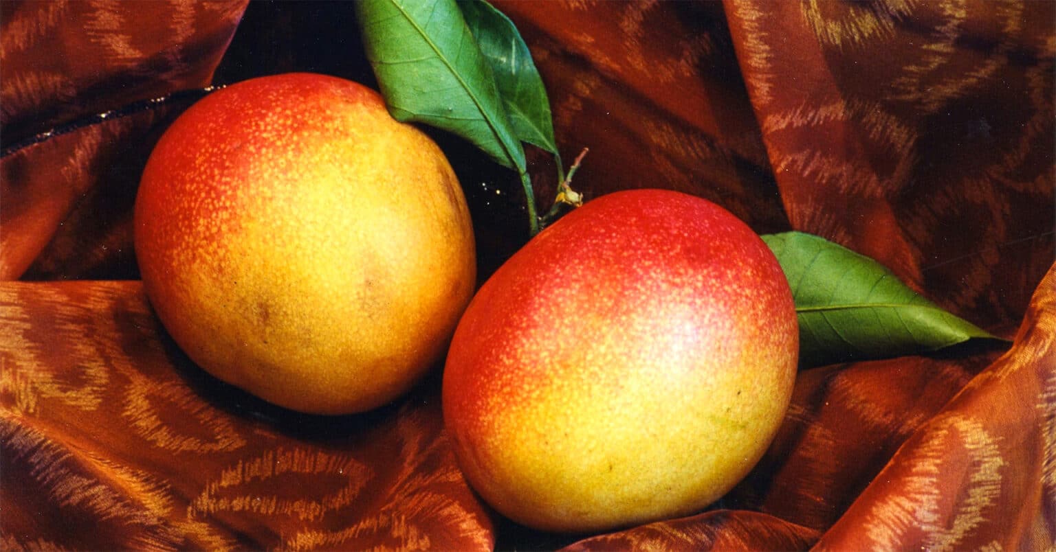 マンゴーが腐るとどうなる？表面が黒ずんだらご用心？ マンゴー共和国