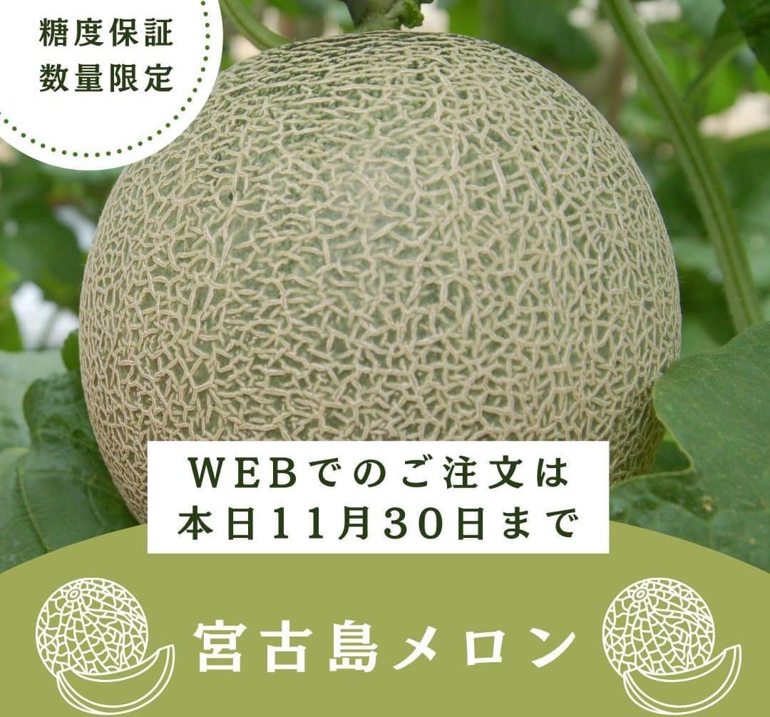 宮古島冬メロン】12月6日より数量限定で販売再開しました！ | 【島の駅